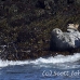 seal_gray_gr_h_0403_can1709.jpg